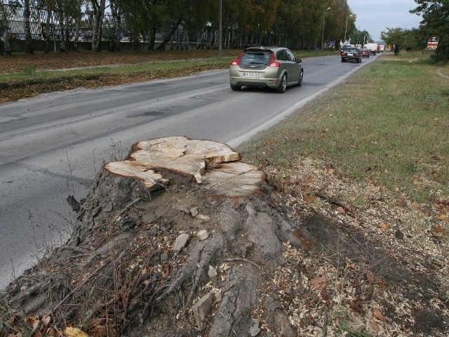 Wycięto drzewo rosnące tuż przy jezdni, ale zostawiono niebezpieczny pień.