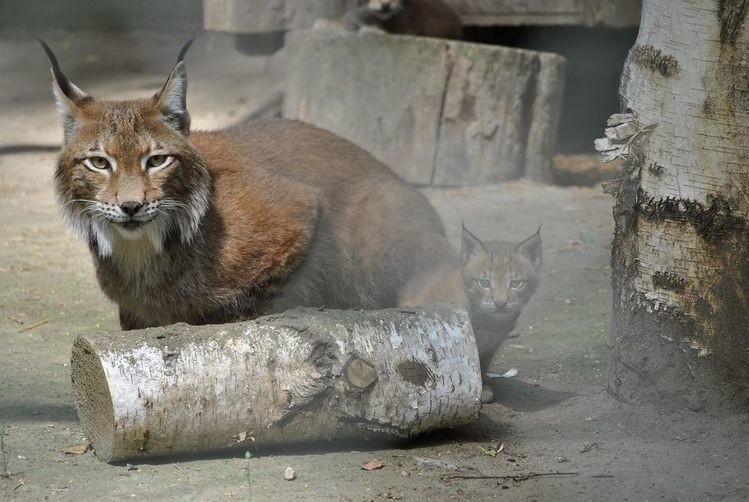 Na świat w myślęcińskim zoo przyszły dwa małe rysie. To nie...