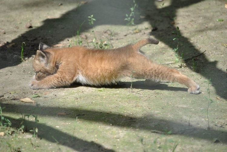 Dorosłe rysie osiągają wagę do 30 kilogramów, a ich ciało...