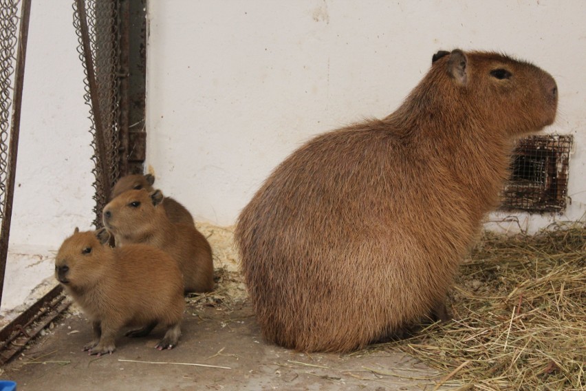 Po tym samym wybiegu hasają młode kapibary, które urodziły...