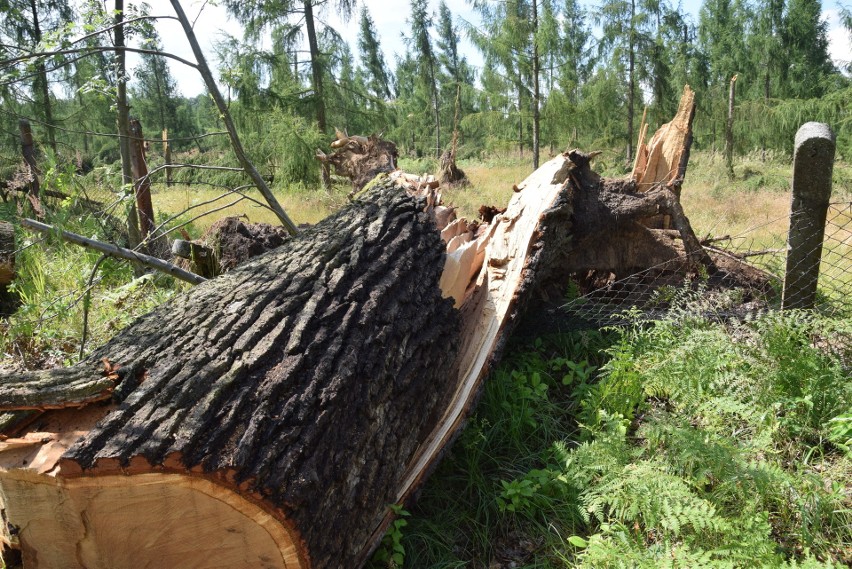 Las w Kuźni Raciborskiej zniszczyła trąba powietrzna