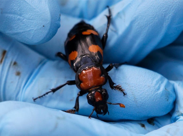 Jeden z gatunków chrząszcza z USA - "bohater" badań nad...