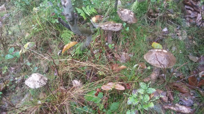 W naszych lasach znaleźć można różnorakie gatunki grzybów