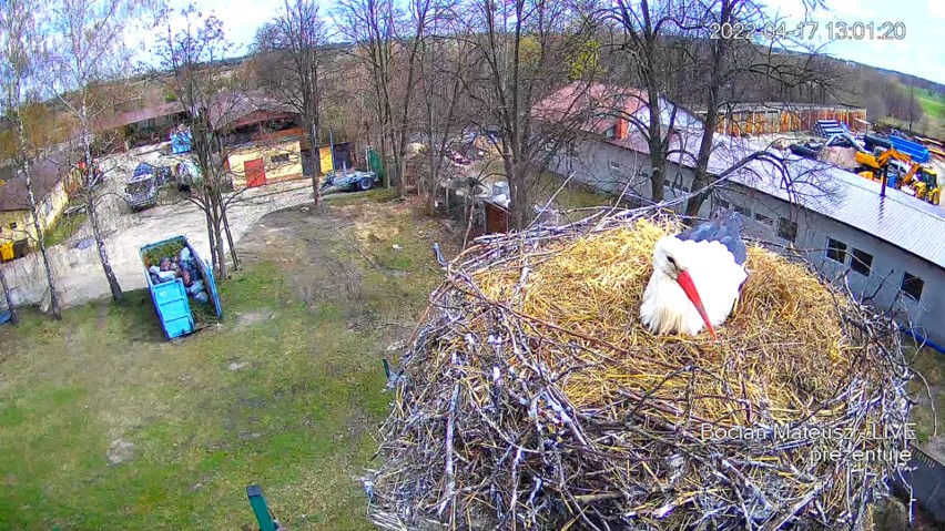 Do gniazda w Skaryszewie wróciły bociany. Można oglądać je na żywo za pomocą kamery. Zobacz wideo