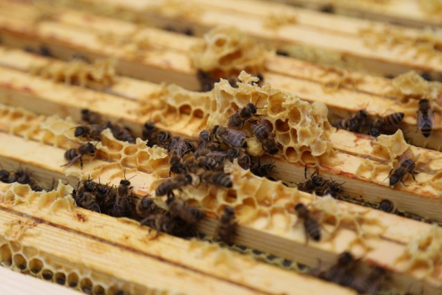 W Polsce i na świecie aktualnie z powodu stosowania chemii i pestycydów populacja pszczół jest mniejsza niż jeszcze pięć lat temu.