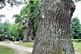 Pierwsze drzewo na świecie. O majestatycznych dębach nie tylko z Górecka Kościelnego 