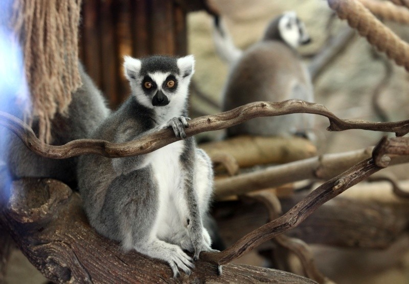 Lemury mają nowy dom, czyli co nowego w łódzkim ZOO [FILM]