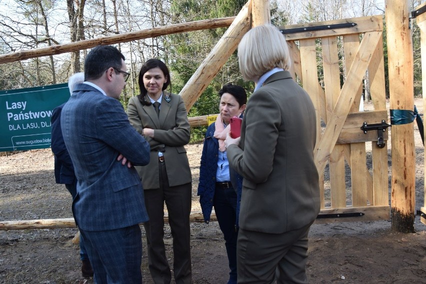 Puszcza Augustowska. Podaugustowskie stado liczy już 9 żubrów (zdjęcia)