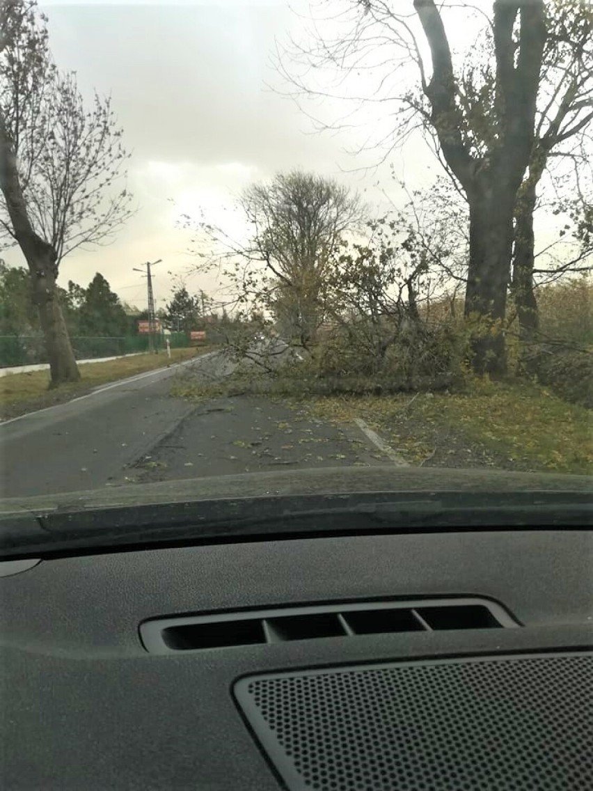 Wichura w powiecie łęczyckim. Połamane drzewa i zerwany dach