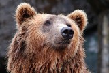Zoo we Wrocławiu gotowe na przyjęcie niedźwiedzi z Ukrainy