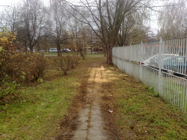 W sumie od początku roku na osiedlu Karłowicza wycięto kilkanaście drzew liściastych. W zamian posadzono nowe.