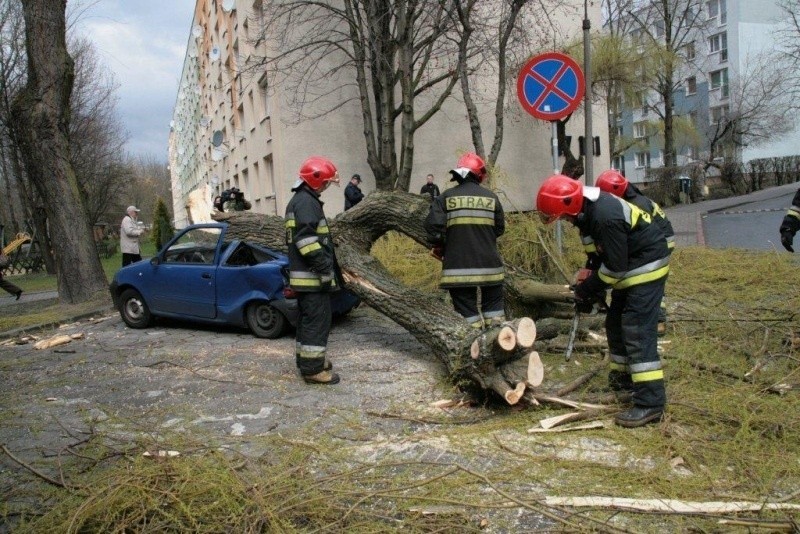 Na ul. Dambonia drzewo runęło na seicento