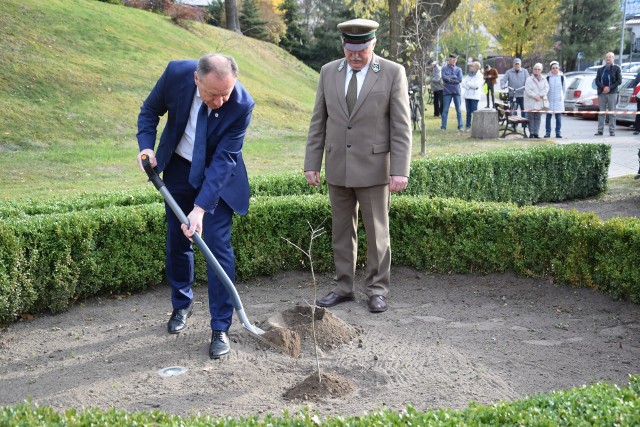 Uroczystość zasadzenia papieskiego dębu niepodległości w Oleśnie.