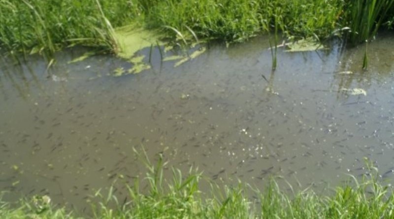 Co zabiło ryby w rzece? Zbadają to inspektorzy