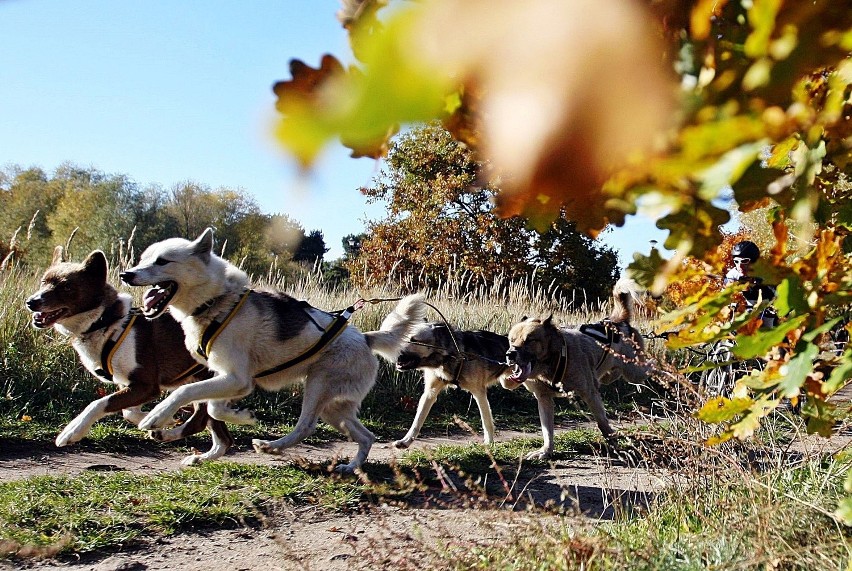 Wyścigi psich zaprzęgów w Gdańsku. Husky na start!