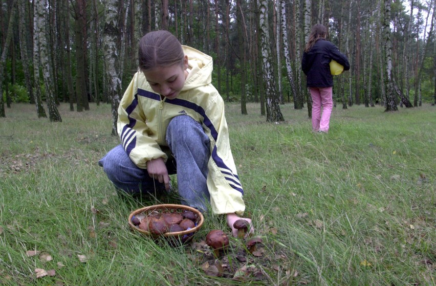 W weekend w lasach pod Łodzią może być wysyp grzybów.