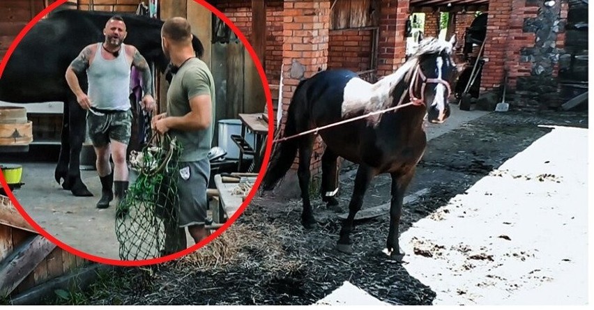 „Farma” 2. edycja, odcinek 9. Rozjuszony koń siał spustoszenie na farmie! Przez zaniedbanie Gabrysia Tomek mógł skończyć jako inwalida