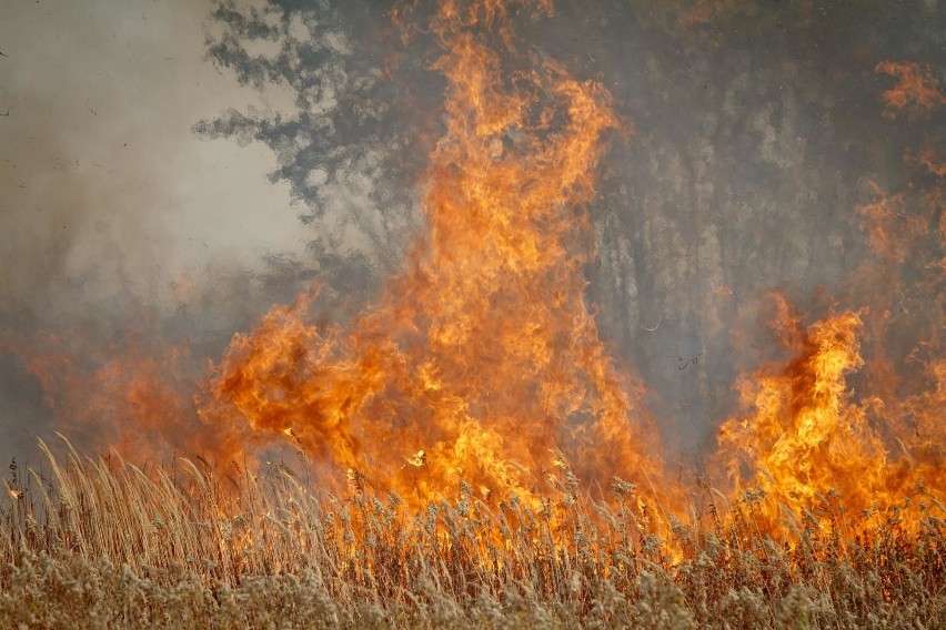 Statystyki wypalania traw. Spłonęło prawie 239 hektarów użytków rolnych w Kujawsko-Pomorskiem