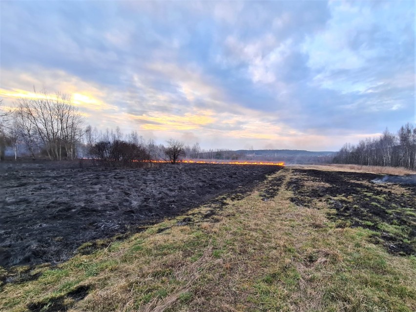 Trawy płoną na potęgę w Świętokrzyskiem. Sypią się mandaty, są ranni. Zobacz zdjęcia 