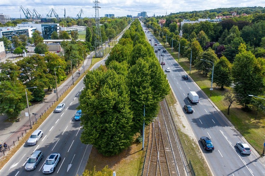 Zabytkowa aleja lipowa w Gdańsku