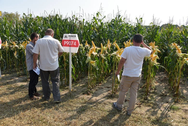 Już wkrótce Podlaski Dzień Kukurydzy 2019 w Szepietowie (zdjęcia)