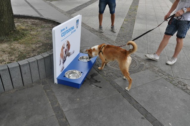 Częstochowa dla psów: przed Urzędem Miasta pojawiły się miski z wodą dla psów