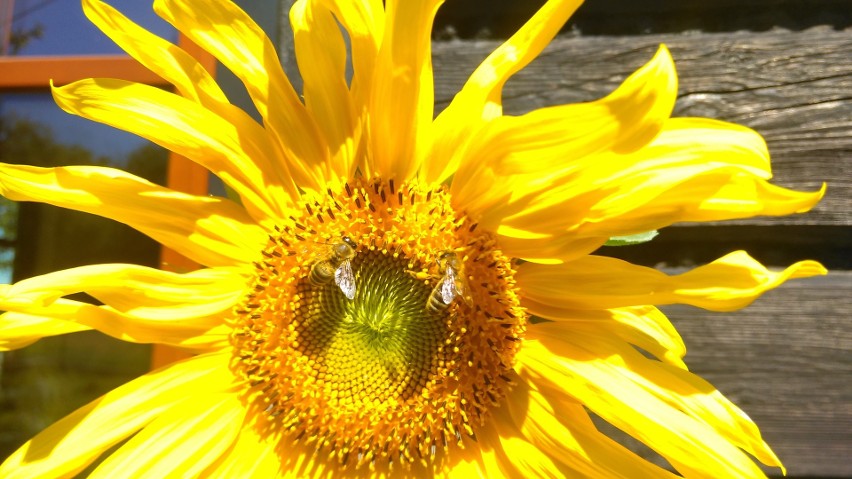 SiejeMY Słońce 2019: Akcja sadzenia słoneczników. Fundacja Ekologiczna Arka z Bielska-Białej rusza z kolejną akcją edukacyjną