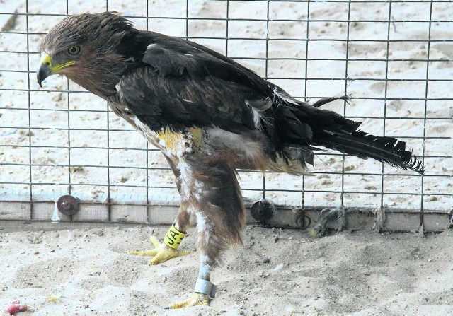 Najstarszy na świecie orlik krzykliwy w Ptasim Azylu w Ostrowie.