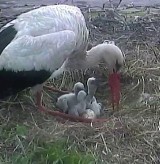 Rodzinka bocianów w komplecie. Mama, tata i cztery pisklęta