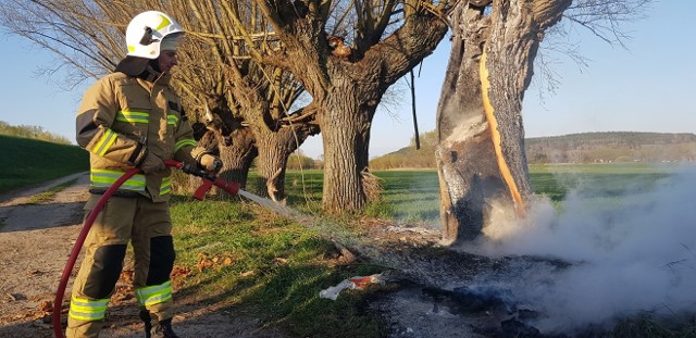 Strażaków wzywano w weekend do pożarów drzew