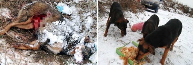 Tego psa, zdaniem mieszkańców, zabił samochód. Zabitego czworonoga jadł inny pies. (zdjęcie po lewej)Bezdomne psy dokarmiają mieszkańcy Radoszek.