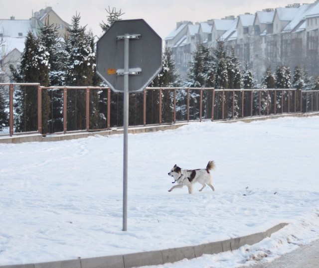 Spacerujące na terenie podmiejskich osiedli psy często atakują przechodniów. Straż Miejska przyznaje, że psy wypuszczane są także na osiedlu Dzików. Jak ten na zdjęciu.