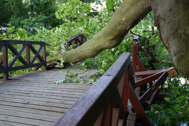 Potężny konar drzewa runął na zabytkową kładkę nad fosą. Przeprawa została poważnie uszkodzona