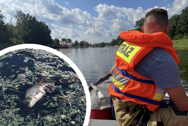 Obecnie z wody wyławiane są głównie duże ryby - łączna waga padłych zwierząt szacowana jest na ok. 3 tony.