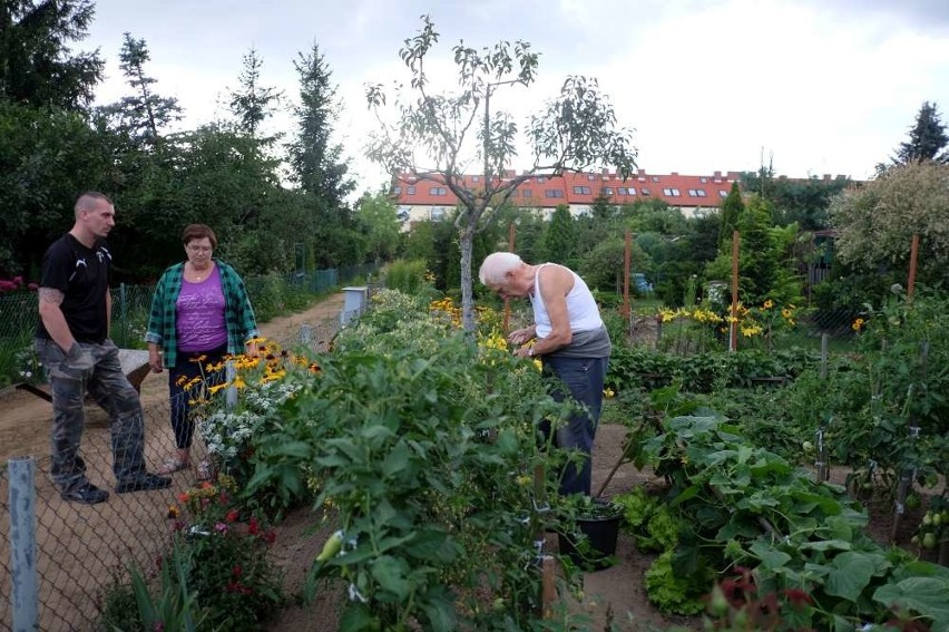 Działkowcy w Poznaniu będą walczyć o swoje ogródki