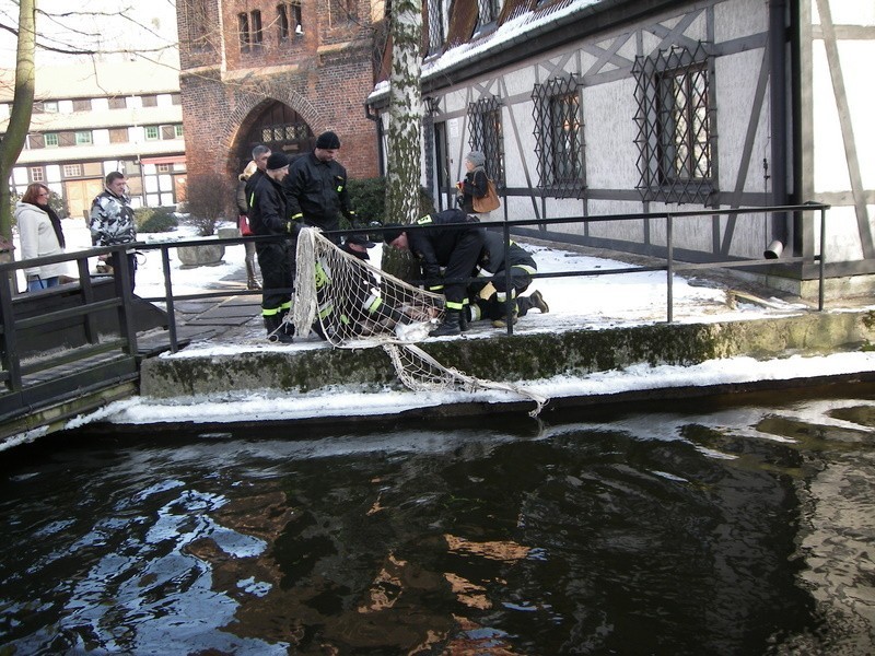 Slupscy strazacy uratowali labedzia plywającego po Kanale...