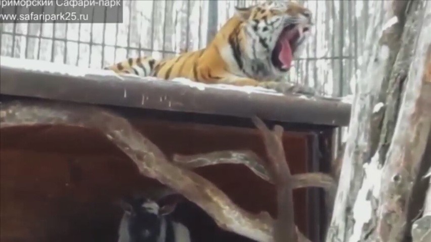 Tygrys z rosyjskiego ZOO zaprzyjaźnił się z kozą