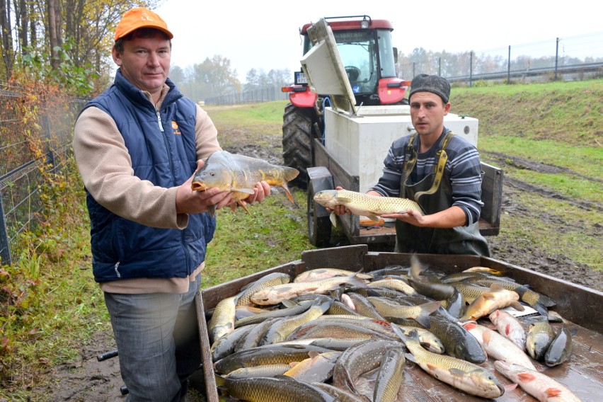 Właściciel gospodarstwa rybackiego w Budach Grzegorz...