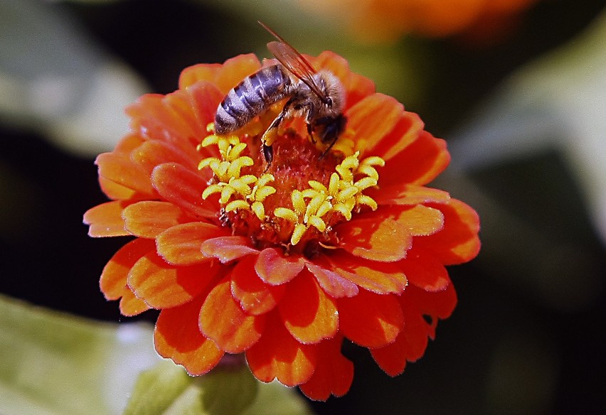 Wielki Dzień Pszczół w Ogrodzie Botanicznym w Łodzi [ZDJĘCIA]