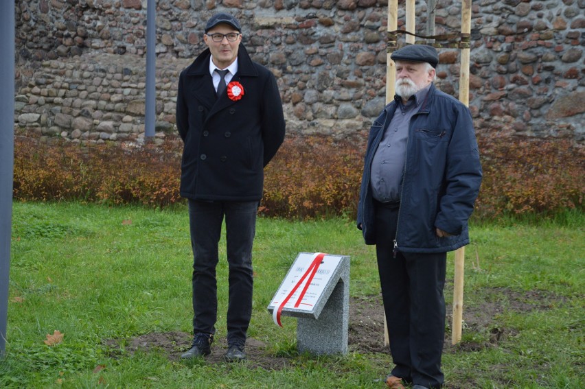 Dęby pamięci na pl. gen. Maczka w Żaganiu