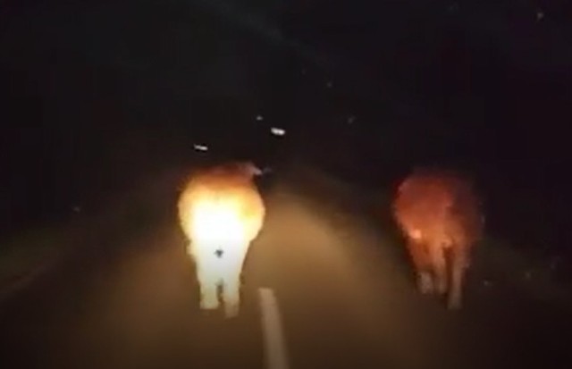 Na przesłanym nagraniu widać, jak kilka krów idzie w środku nocy środkiem drogi.