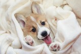 Śpisz z psem w jednym łóżku? To bardzo dobrze! Dzięki temu będziesz spokojniejszy i zdrowszy. Jakie jeszcze korzyści niesie bliskość pupila?