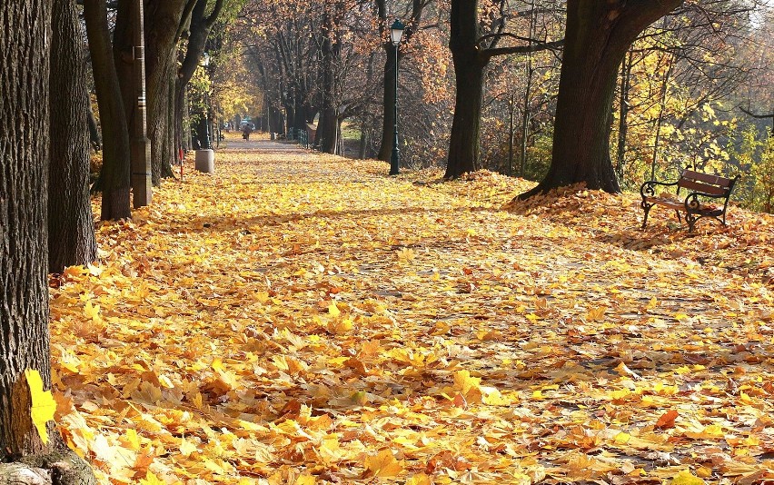 Jesienny spacer: Aleja Jerzego Waszyngtona [ZDJĘCIA]