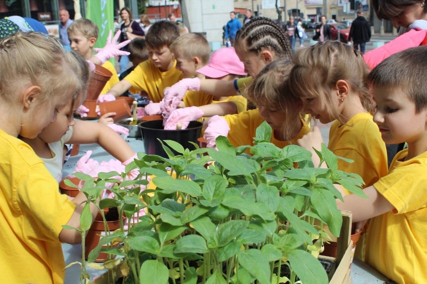 SiejeMY Słońce 2019: Akcja sadzenia słoneczników. Fundacja Ekologiczna Arka z Bielska-Białej rusza z kolejną akcją edukacyjną
