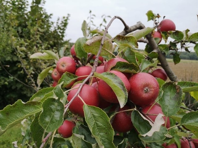 Jabłka w tym roku są świetnej jakości, niestety nie ma to przełożenia na popyt.