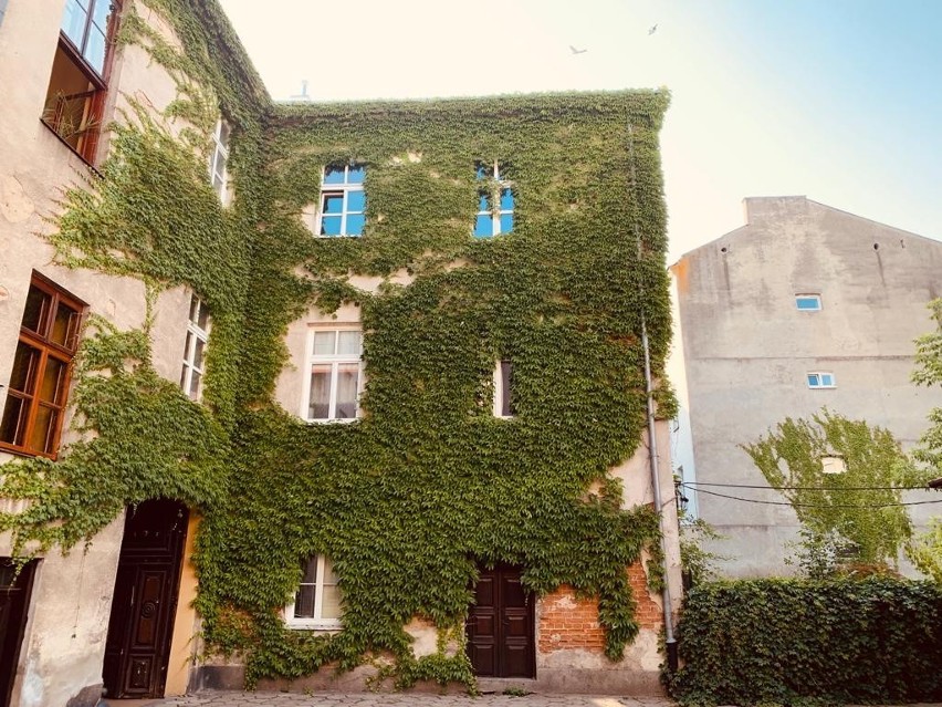 Lublin. Pnącza oplączą Stare Miasto – budynki staną się bardziej zielone