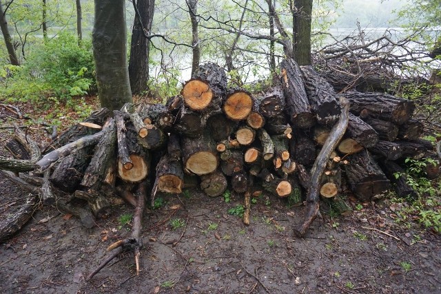 W ostatnich miesiącach z terenów nad jeziorem Rusałka wycięto drzewa. Jak przekonują leśnicy - zgodnie z prawem