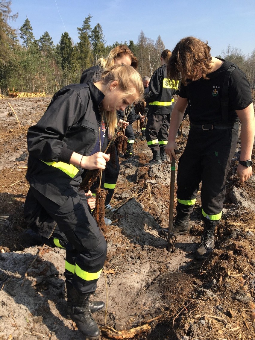Druhowie z Ochotniczej Straży Pożarnej w Libiążu zasadzili 500 drzewek – młodziutkich dębów