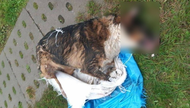 Policjanci zatrzymali 19-letniego mężczyznę, który jest podejrzany o zabicie psa. Zwierzę było skatowane i utopione w worku