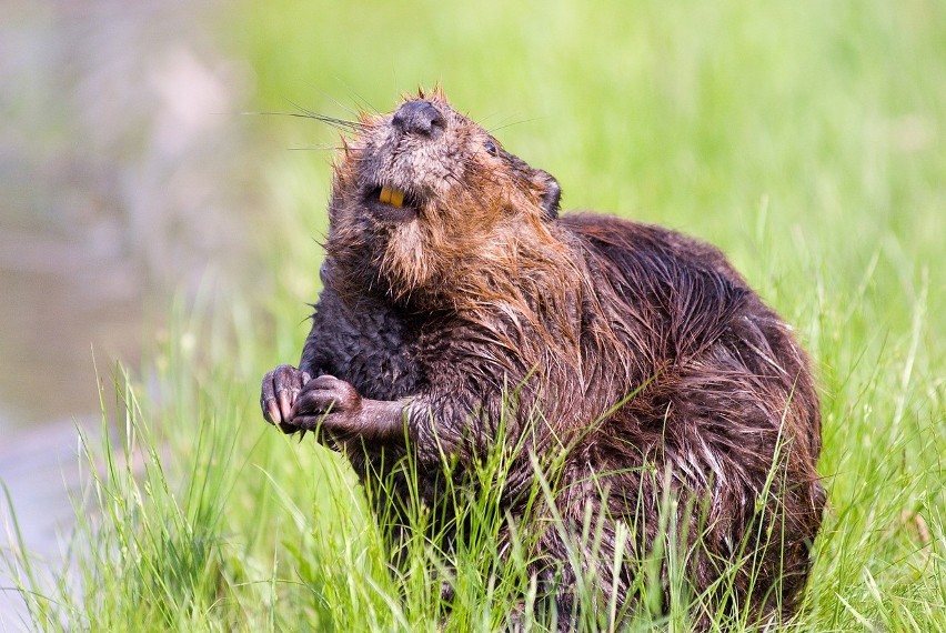 Na szczęście bobry przychodzą człowiekowi z  pomocą -...